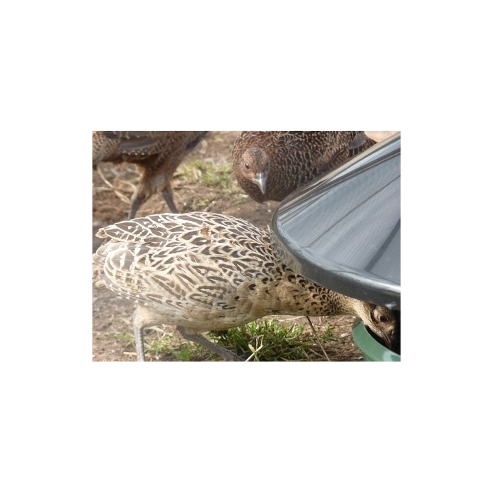 King Feeder Outdoor Feeder 25kg