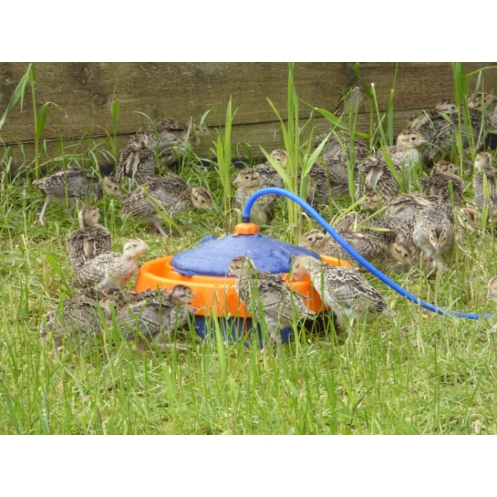 Cleanflo Automatic Drinker